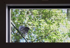 Eine Taube sitzt provozierend oben kätts Chefkatze Felinas Balkonnetz