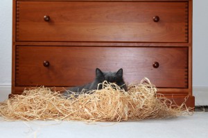 Zweitnutzen für das Katzenspielzeug kätts Stoppelfeld