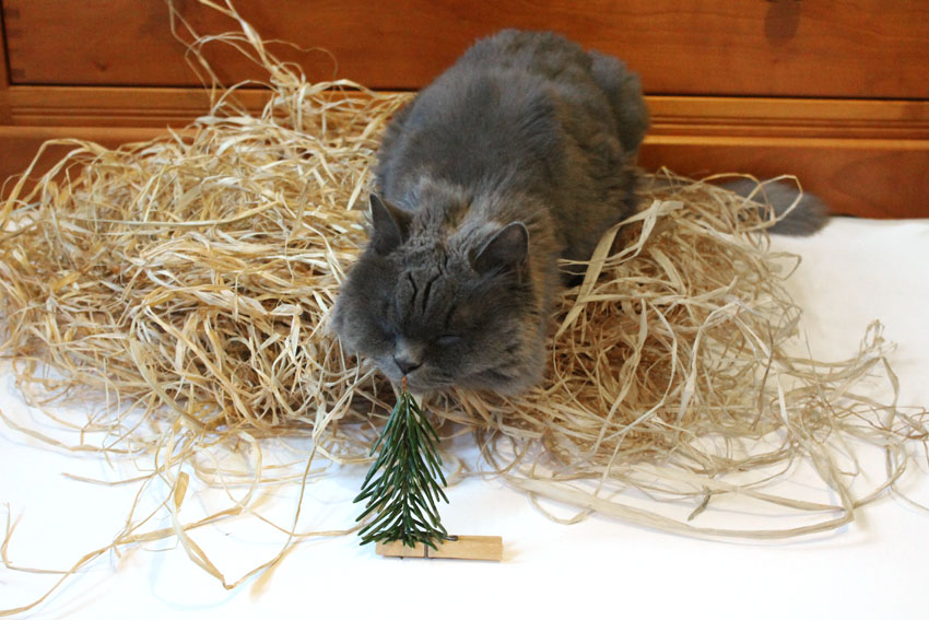 kätts-Chefkatze Felina prüft ihren klimafreundlichen Weihnachtsbaum
