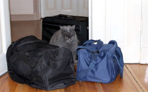 Reisetaschen - jede Katze weiß, dass diese nichts Gutes verheißen