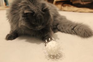 ätts-Chefvirologin Felina untersucht ein Coronavirus