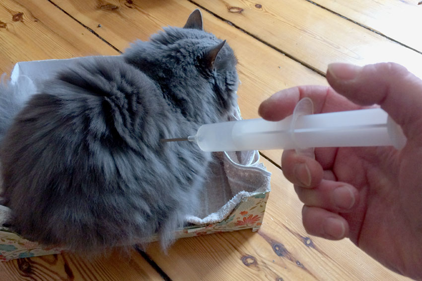 Flanken Katze Insulin Bild