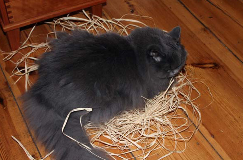 kätts Chefkatze Felina auf dem Osternest