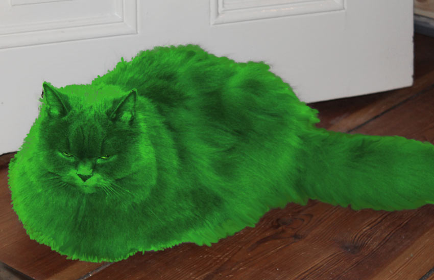 kätts Chefkatze Felina versucht sich als grüne Katze