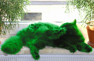 Felina versucht sich als grüne Katze
