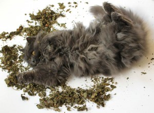 kätts Chefkatze Felina demonstriert die Katzenminzereaktion in einem Bett aus Matatabi-Blättern