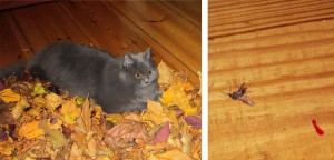 Bild 1: Perserkatze Felina lauert im Laubhaufen im Wohnzimmer. Bild 2: die magere Jagdausbeute, eine erlegte Mücke