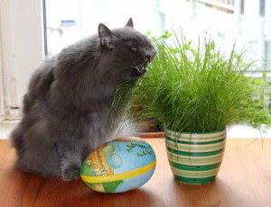 kätts Chefkatze Felina beim herzhaften Biss in ihr österliches Katzengras