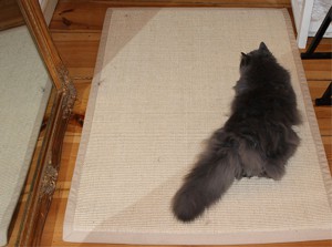 Perserkatze Felina auf einem ihrer "Perserteppiche"