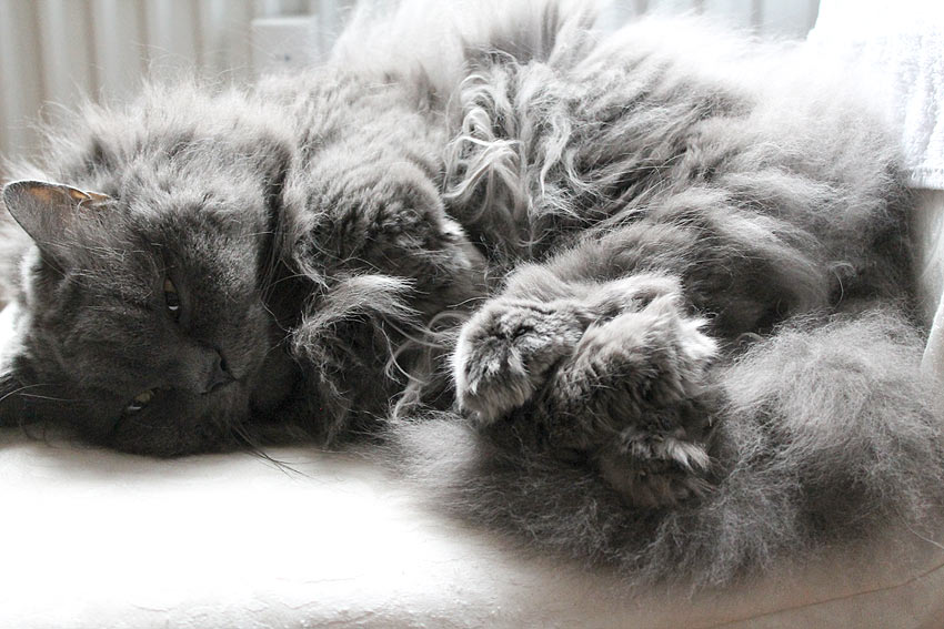 kätts-Chefkatze Felina hat sich einen Knoten in die Pfoten getippt