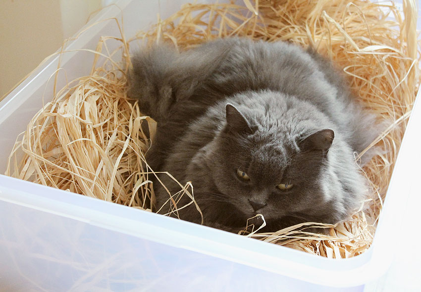 kätts Chefkatze Felina nimmt ein Bad in der Kiste mit dem Raffiabast