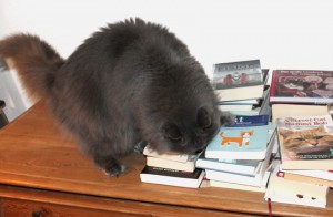 kätts Chefkatze Felain bei der Literaturrecherche