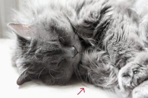 kätts Chefkatze Felina zeigt, dass Whisker Fatigue (Schnurrhaarstress) selbst beim Schlafen ein Problem sein kann