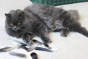 kätts Chefkatze demonstriert ihre Taubenfedersammlung