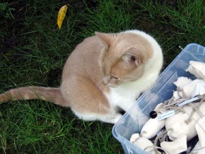 Der diebische Kater mit gespieltem Desinteresse an kätts Katzenspielzeug